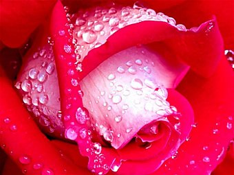 Trandafir rosu ud