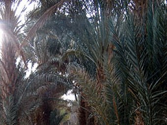 Irigatii si agricultura in desert