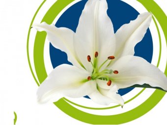 Crinul (lilium) (I)