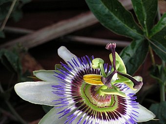 floare Passiflora caerulea