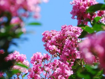 Arbust de talie medie Lagerstroemia indica 