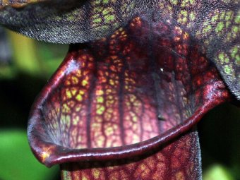 Planta carnivora Sarracenia