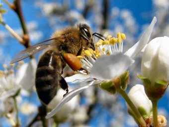 Albina pe floare