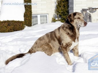 Caine jucandu-se in zapada