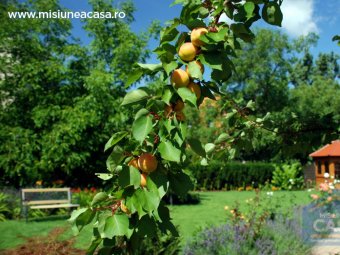 Pom fructifer in gradina