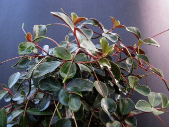 Peperomia