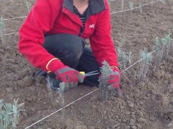 Proces de plantare lavanda