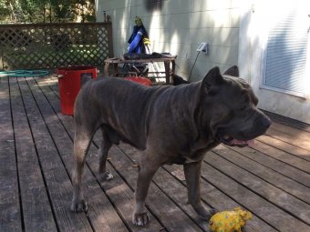 Cane Corso