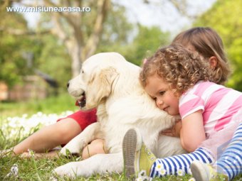 Golden retriever cu copii alaturi de el