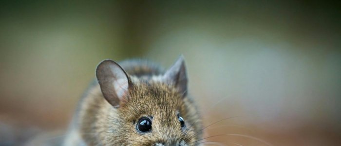 Cum sa scapi de soarecii de la ferma fara sa folosesti chimicale