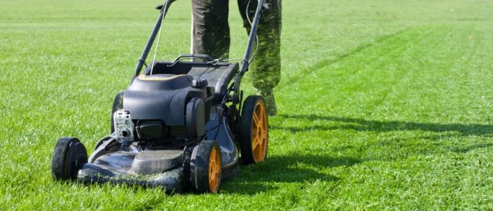 Ingrijirea gazonului pas cu pas: de la scarificare la regenerare