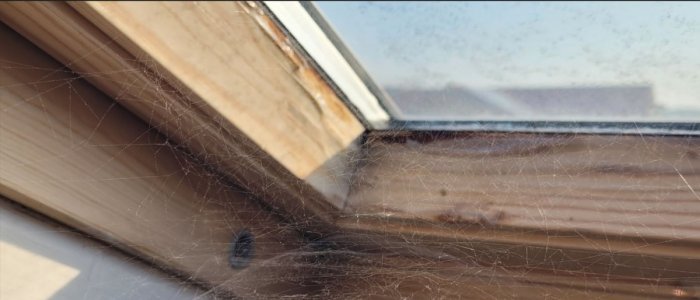 Plasa de paianjen: ce spune despre igiena casei tale si cum poti limita prezenta ei