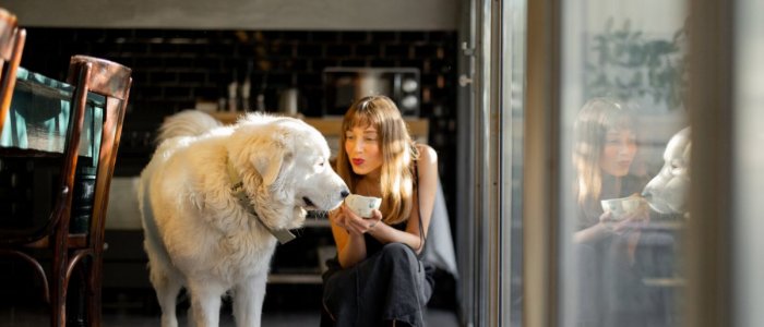 Sapte greseli in amenajarea casei - afecteaza animalele de companie!