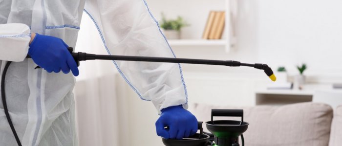 Tantarii si puricii profita de verile tot mai calduroase. Cum iti protejezi locuinta inainte ca problema sa devină costisitoare