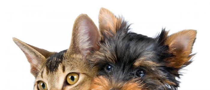 Top 10 alimente toxice pentru caini si pisici / Alimente toxice pentru animale: Ce alimente pot sa iti ucida cainele sau pisica