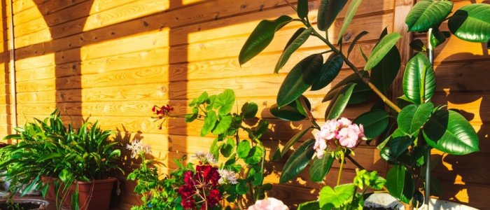 Transforma-ti terasa intr-o oaza verde: 6 plante ideale pentru decor