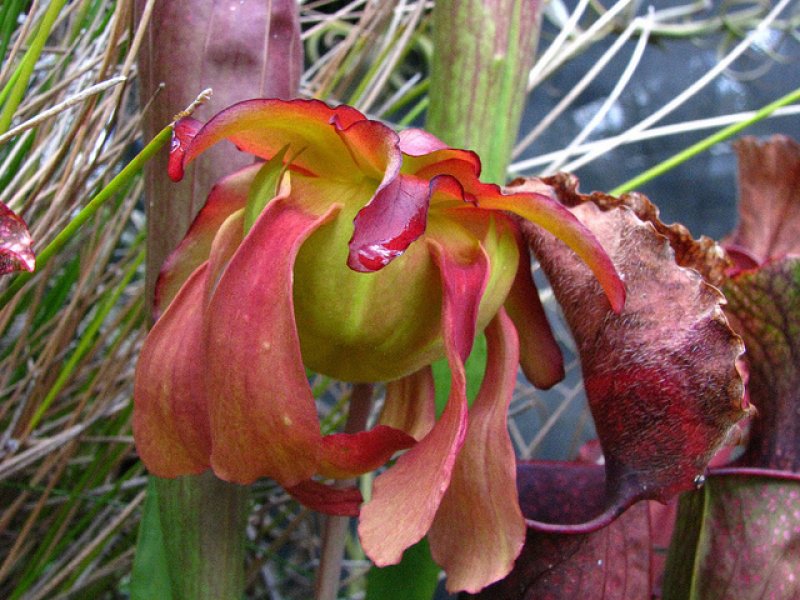 Sarracenia