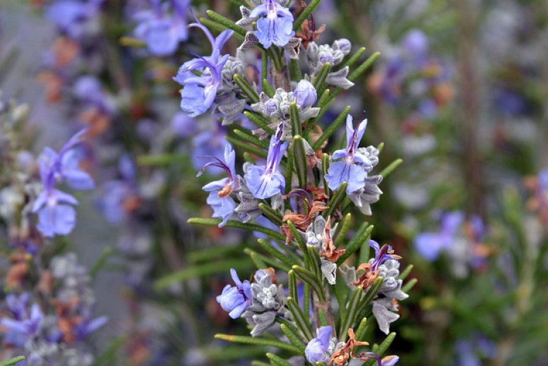 Floare de rozmarin