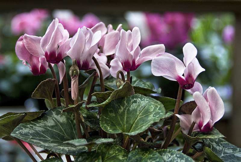 Cyclamen