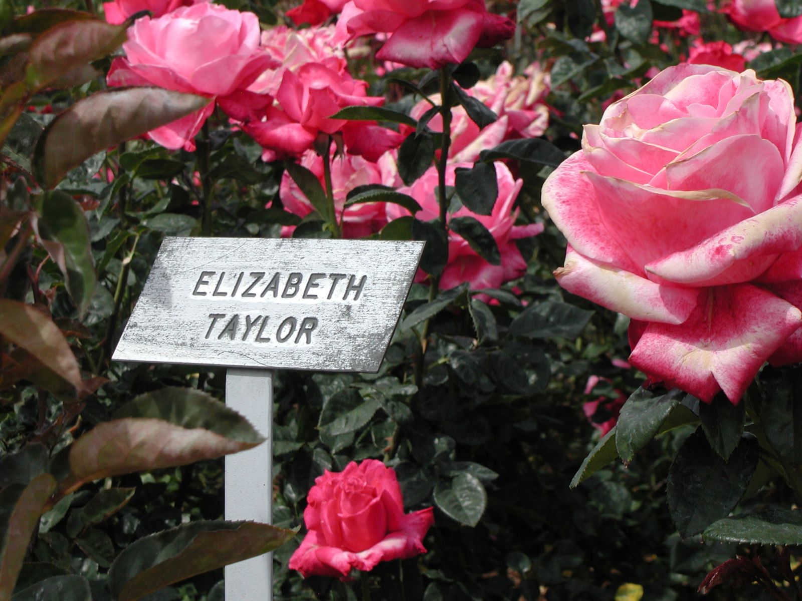 Trandafir Elizabeth Taylor