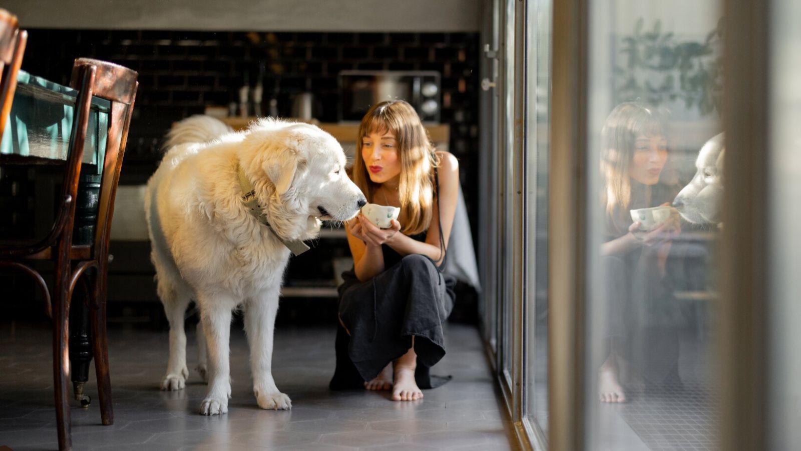 Femeie oferind apă unui câine mare într-un interior modern, exemplu de amenajare casă pet friendly, sigură pentru animale de companie.