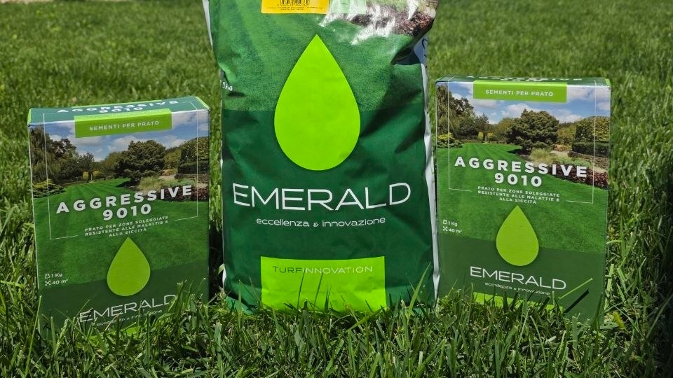 Semințe profesionale de gazon Emerald pentru însămânțare curte și grădină, recomandate pentru peluze dense și rezistente.