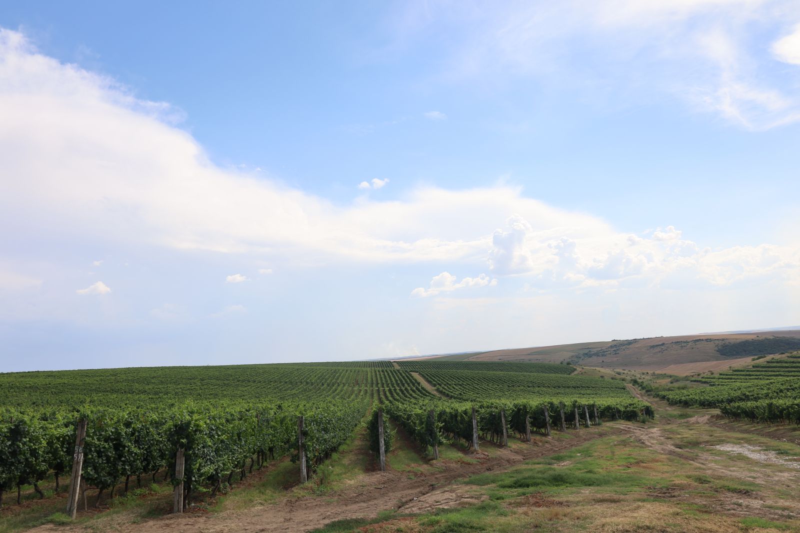 Vinul Naiada de la Domeniile Ostrov – expresia terroir-ului dobrogean